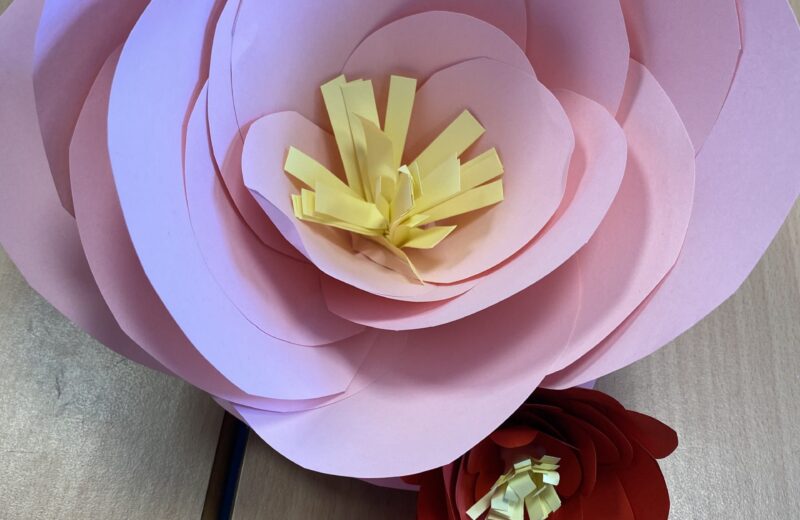 6B Craft Camellias for Wentworth Woodhouse
