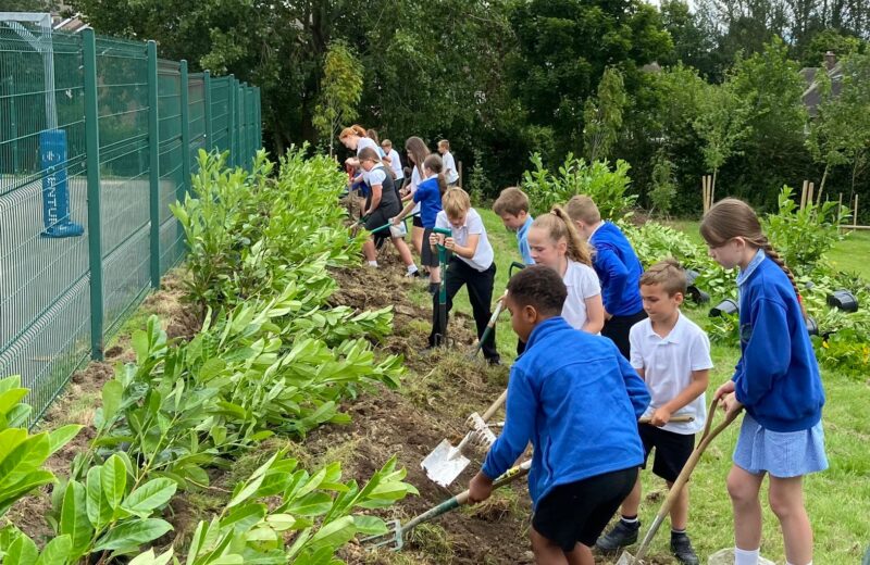 Planting the Laurel