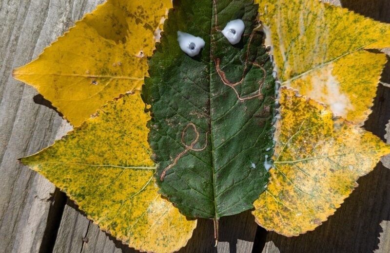 KS1 Forest School Interventions