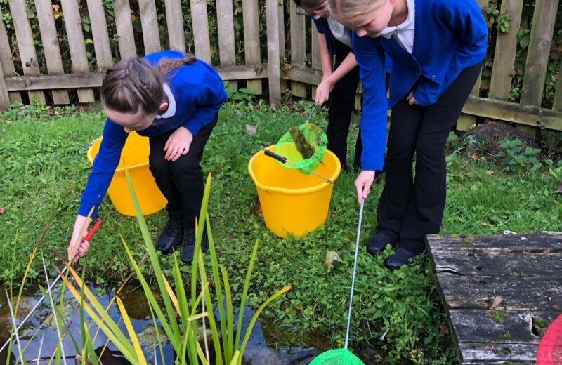 Pond Dipping with Environment Club