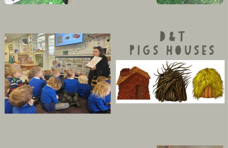 REY – D&T – pig houses 🏡
