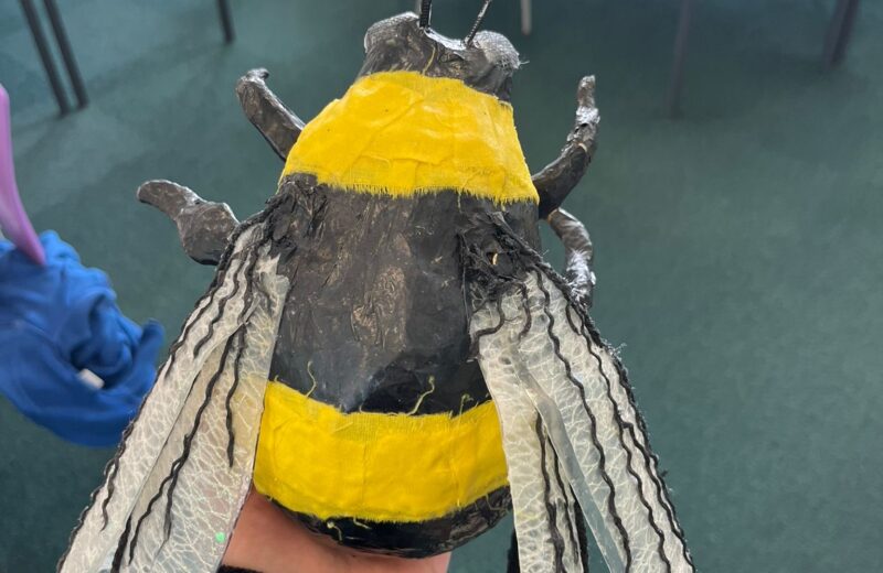 Bee 🐝 Happy
