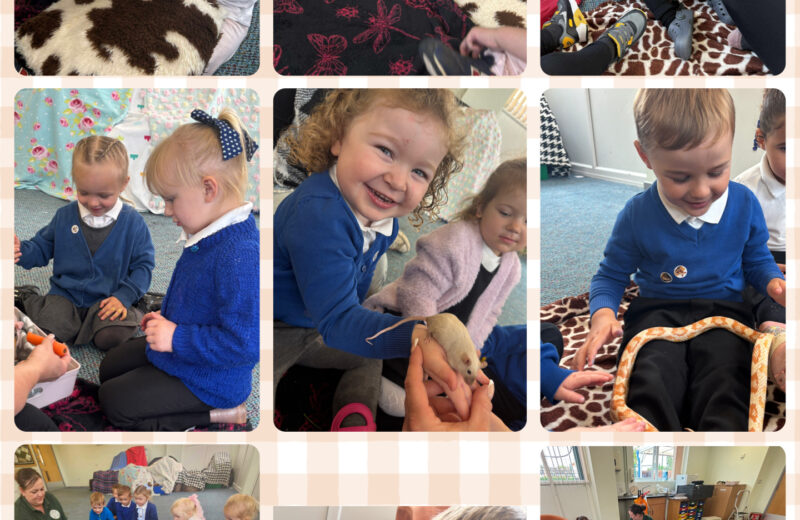 REY – Leanimals petting zoo!