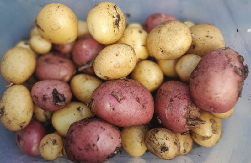 Environment Club 🥔