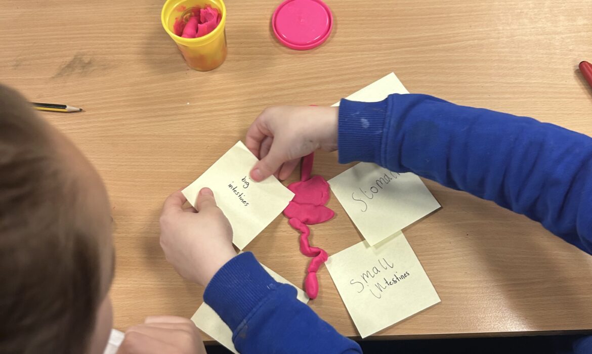3T – The digestive system