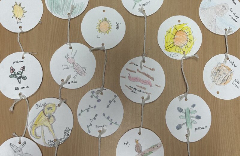 3T – Food chains