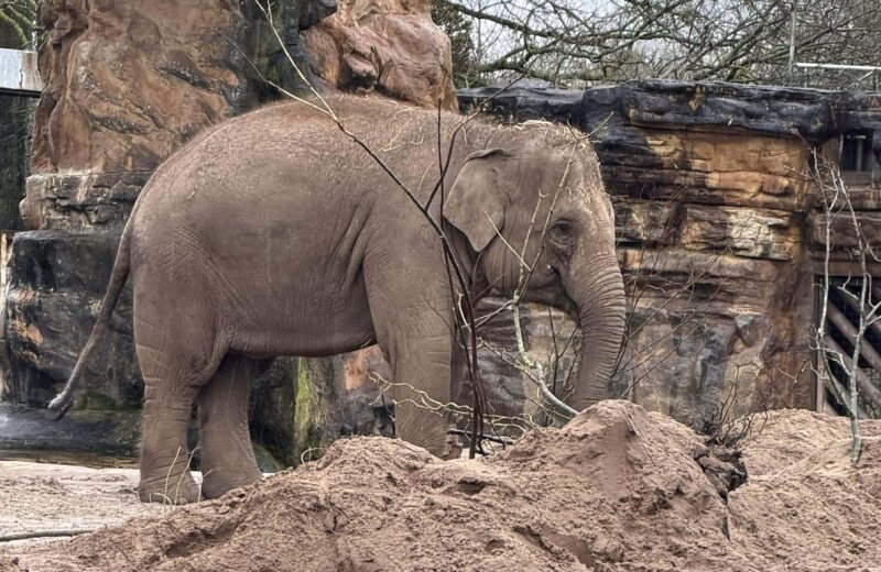 3/4P and 3T visit Chester Zoo