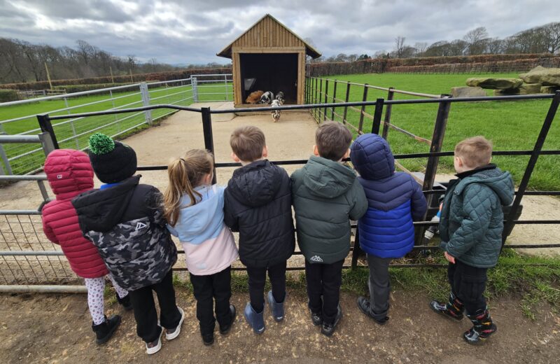 Visit to the Farm