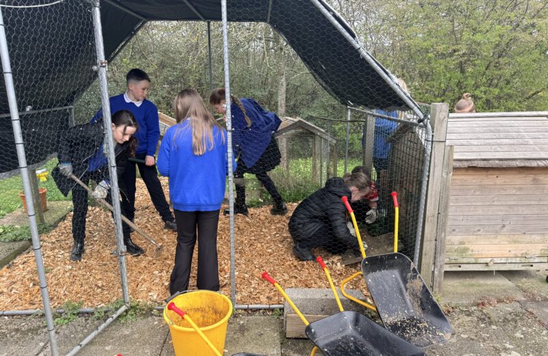 Preparations for the Chickens 🐓