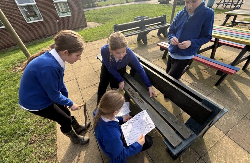 6B Morse Code in the Forest School