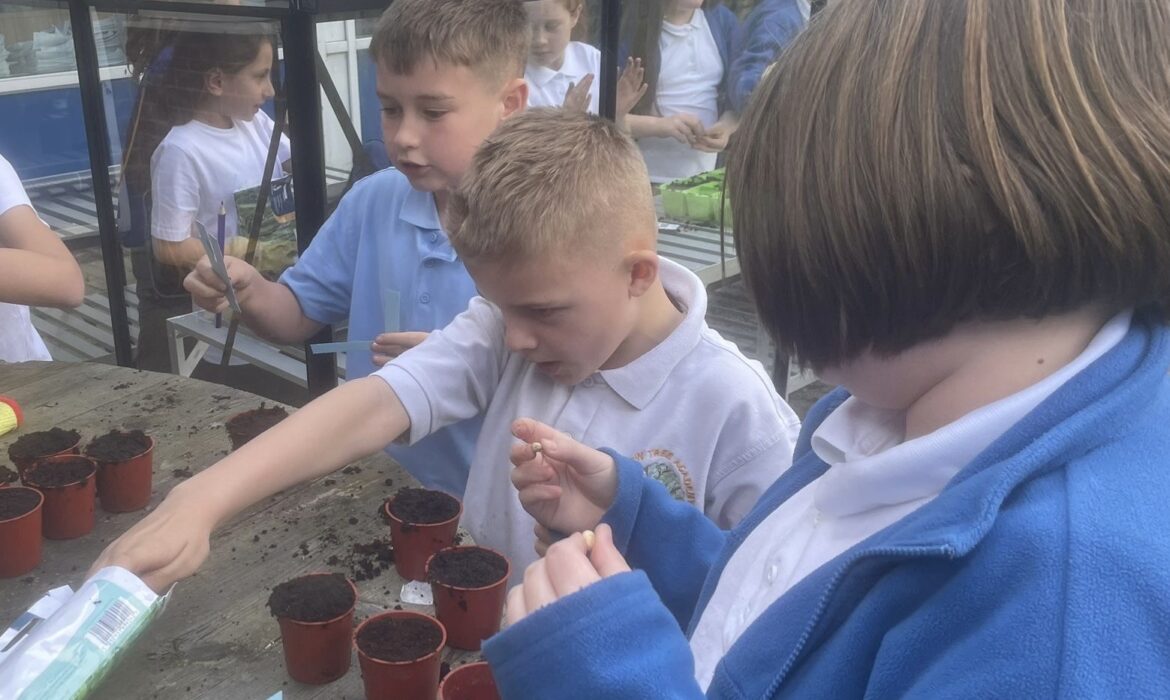 Greenhouse Planting