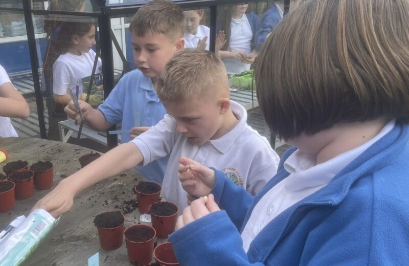 Greenhouse Planting